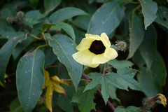 Hibiscus hispidissimus